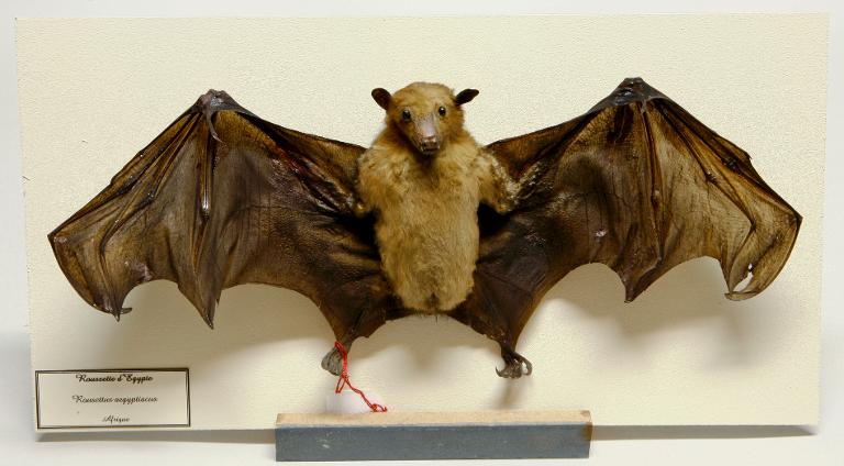 Animal naturalisé : Mammifère : Roussette d'Egypte