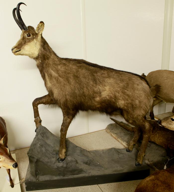 Animal naturalisé : Mammifère : Chamois