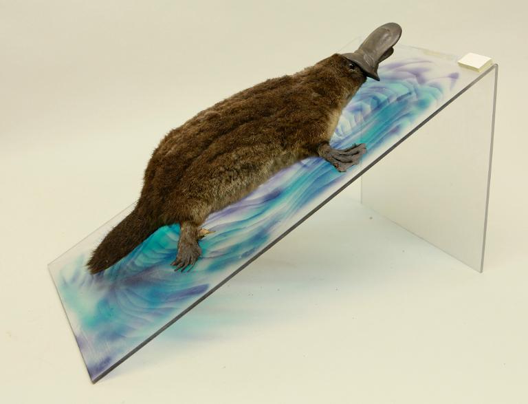 animal naturalisé : mammifère : Ornithorynque