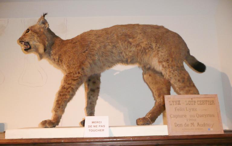 Animal naturalisé : Mammifère : Lynx d'Europe