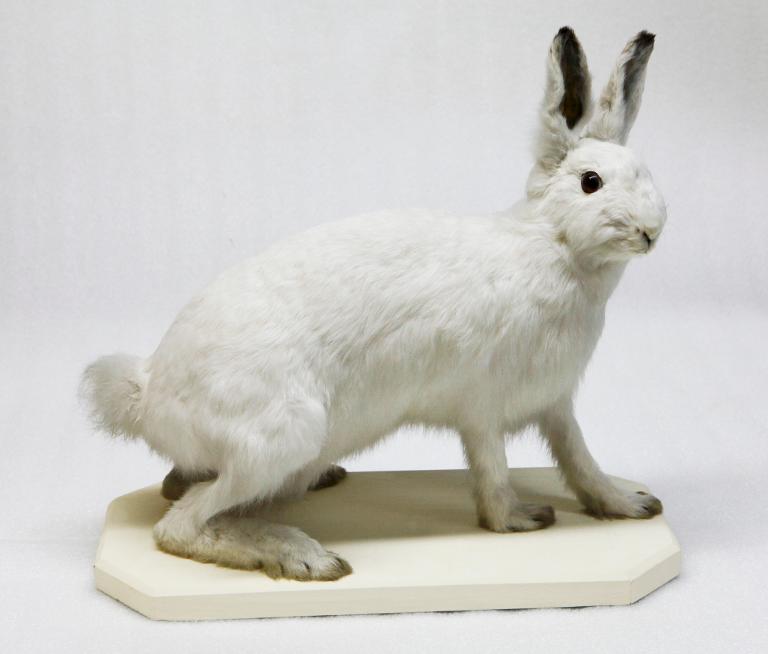 Animal naturalisé : Mammifère : Lièvre variable