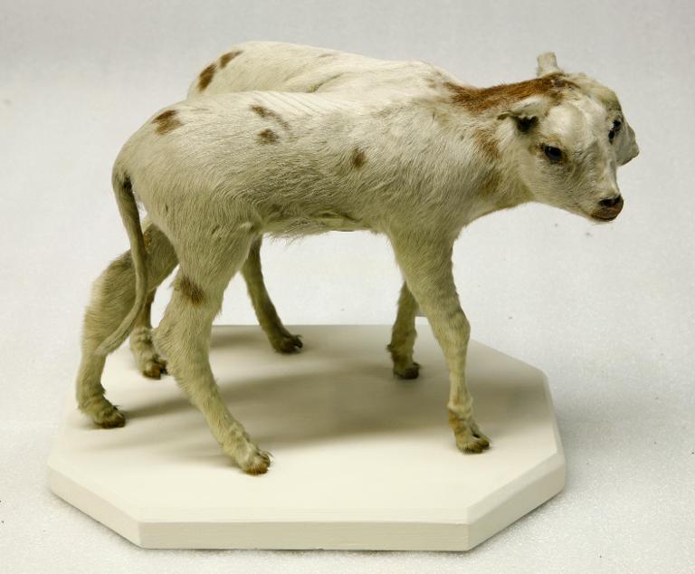 Animal naturalisé : Mammifère : Veau