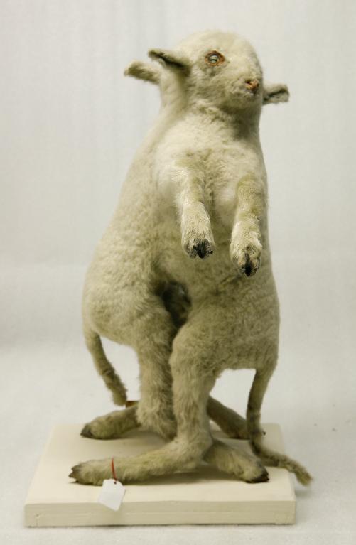 animal naturalisé : mammifère : Agneaux soudés