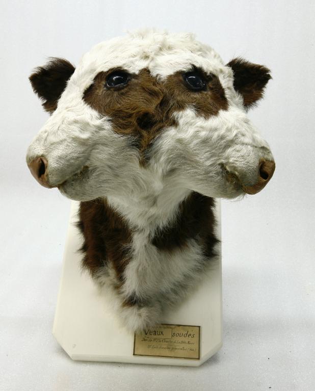 animal naturalisé : mammifère : Veau tête