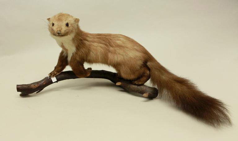 Animal naturalisé : Mammifère : Fouine