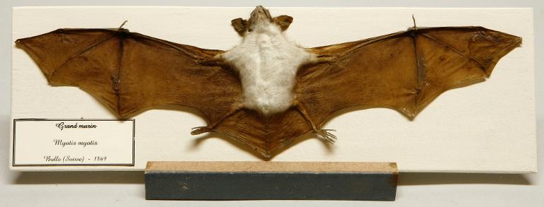 animal naturalisé : mammifère : Grand murin