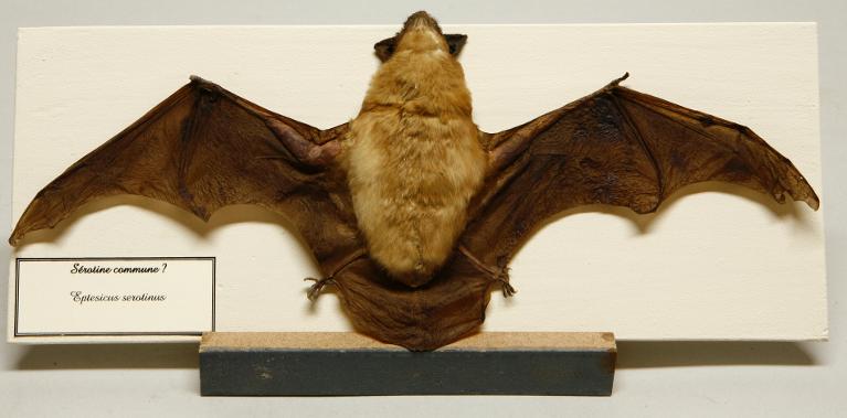 Animal naturalisé : Mammifère : Sérotine commune