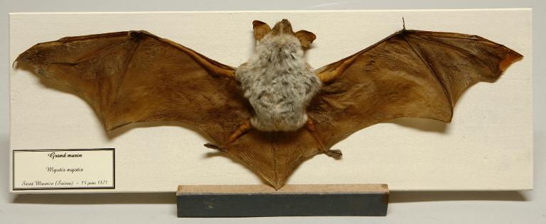Animal naturalisé : Mammifère : Grand murin