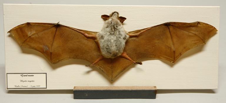 animal naturalisé : mammifère : Grand murin