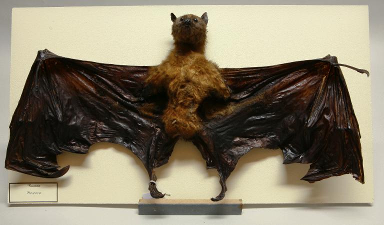 Animal naturalisé : Mammifère : Roussette