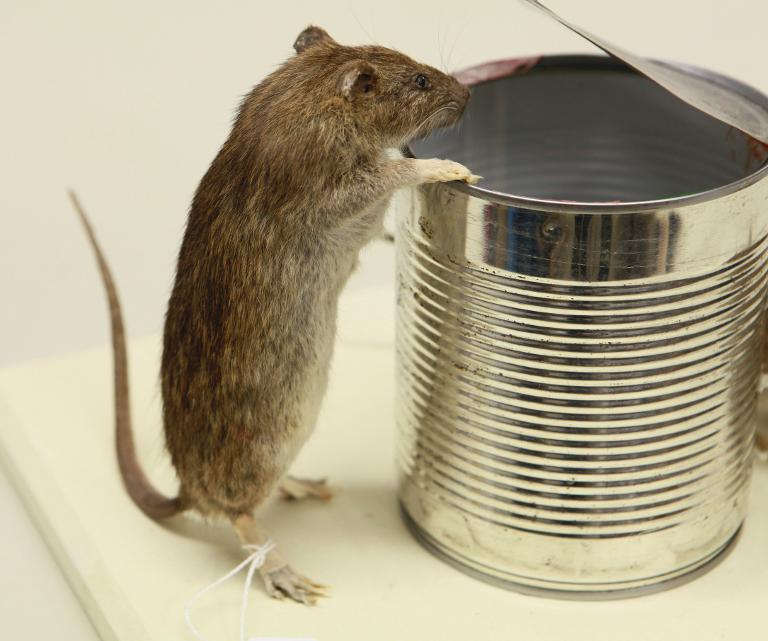 Animal naturalisé : Mammifère : Rat surmulot (avec 320)