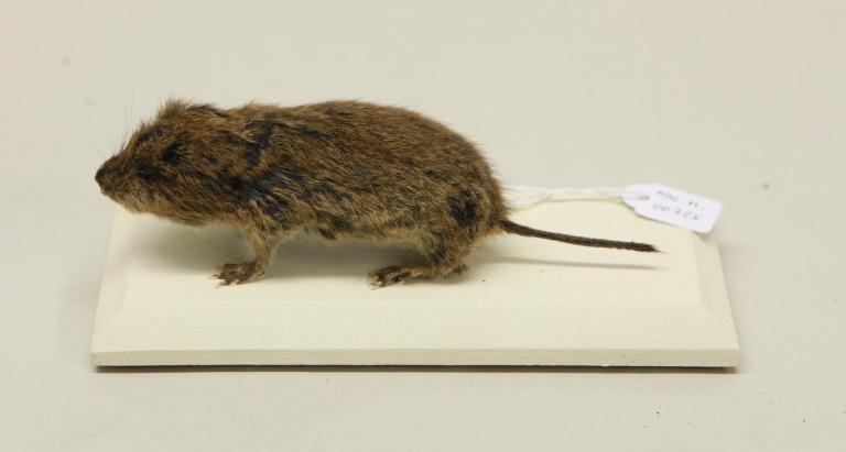 Animal naturalisé : Mammifère : Campagnol des champs