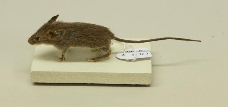Animal naturalisé : Mammifère : Souris domestique