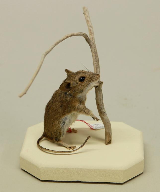 Animal naturalisé : Mammifère : Mulot à collier