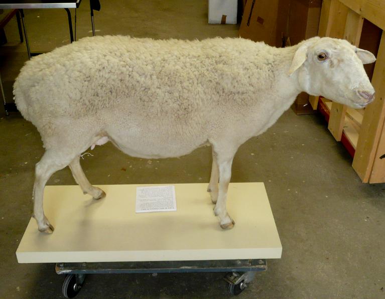 animal naturalisé : mammifère : Mouton (brebis) race préalpes du sud