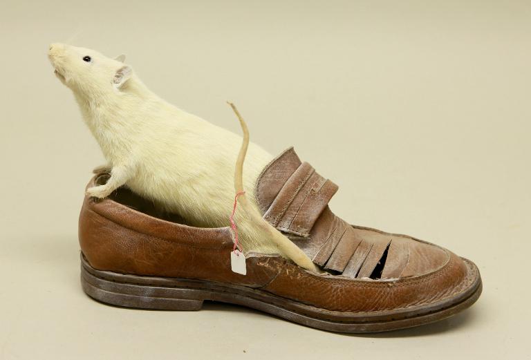 Animal naturalisé : Mammifère : Rat blanc