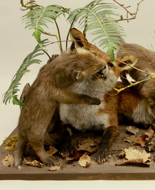 animal naturalisé : mammifère : Renard ( avec 338 et 339)