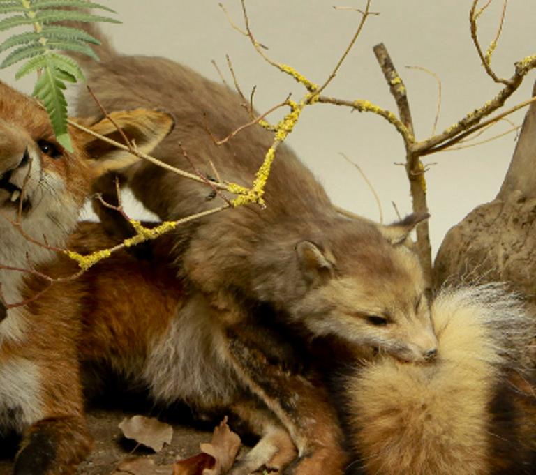 animal naturalisé : mammifère : Renardeau (avec 337 et 338)