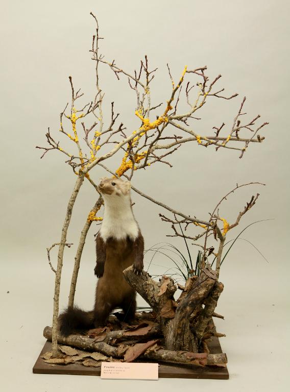 animal naturalisé : mammifère : Fouine