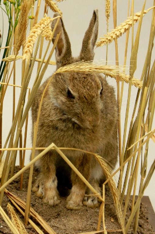 animal naturalisé : mammifère : Lapin de garenne ( avec 342)