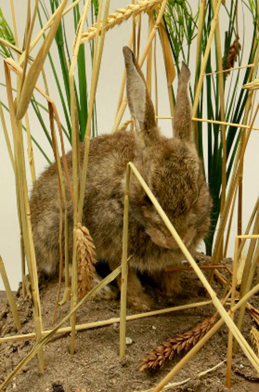 animal naturalisé : mammifère : Lapin de garenne (avec 341)
