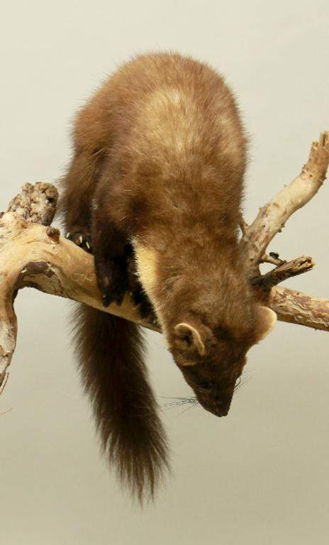 animal naturalisé : mammifère : Martre des pins (avec 344)