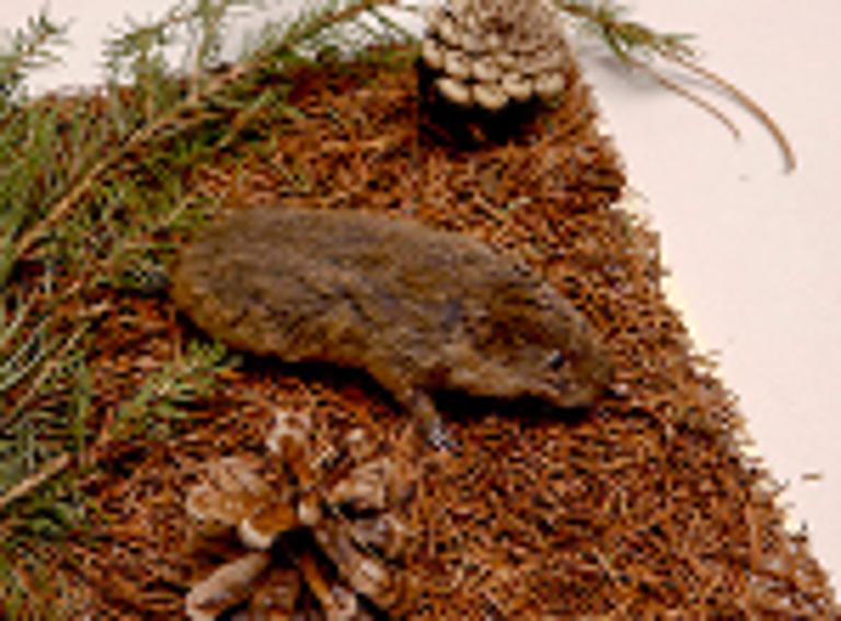 animal naturalisé : mammifère : Campagnol des champs (avec 343)