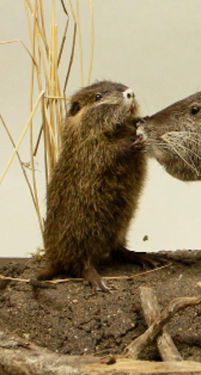 animal naturalisé : mammifère : Ragondin (avec 347)