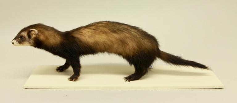 Animal naturalisé : Mammifère : Putois d'Europe