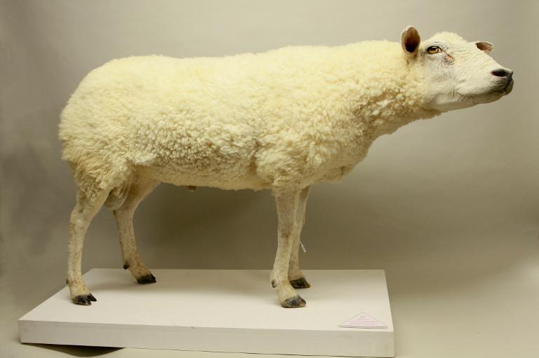 animal naturalisé : mammifère : Mouton domestique