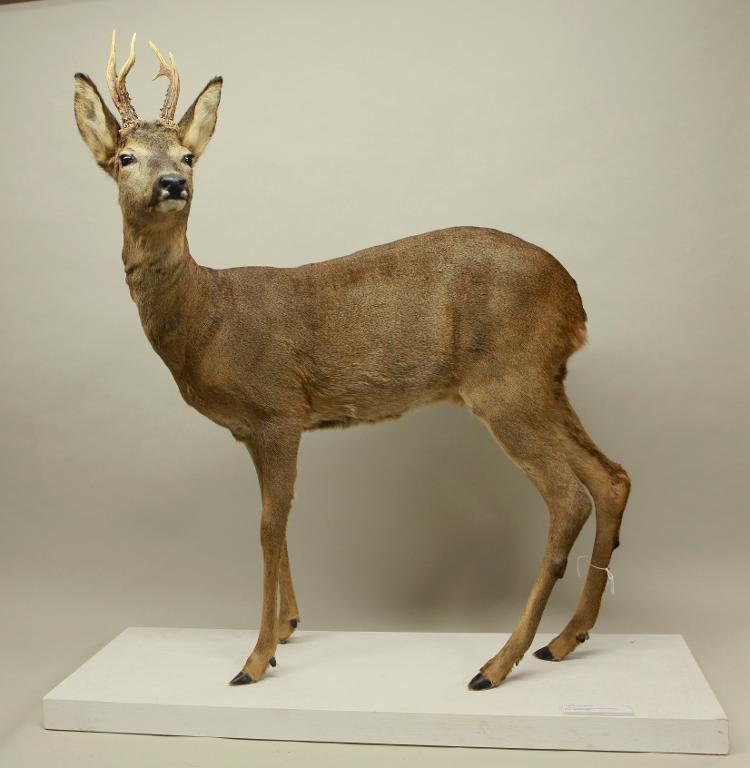 Animal naturalisé : Mammifère : Chevreuil