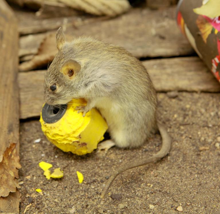 animal naturalisé : mammifère : Rat surmulot