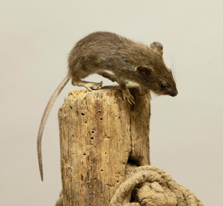 animal naturalisé : mammifère : Rat surmulot