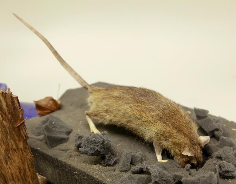 animal naturalisé : mammifère : Rat surmulot