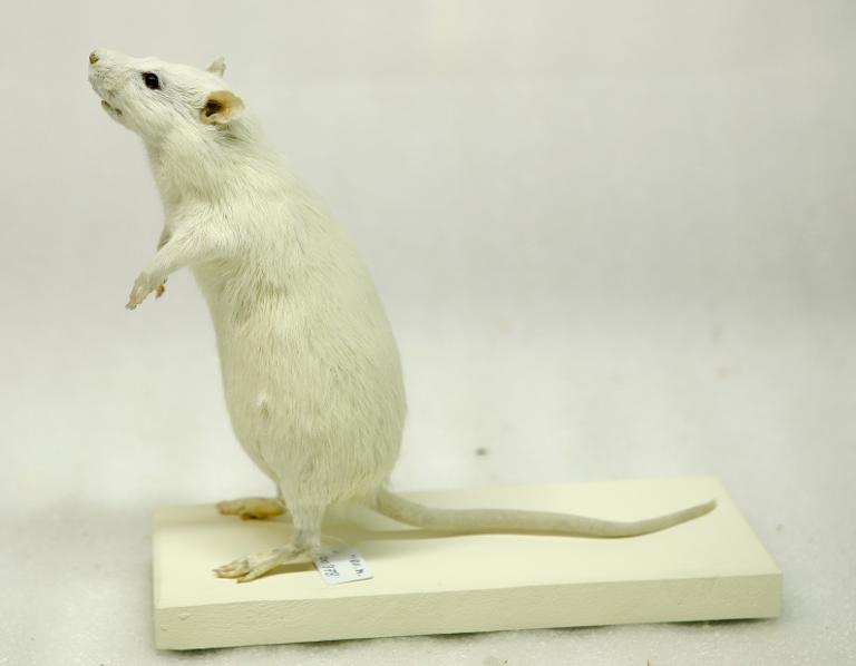 animal naturalisé : mammifère : Rat de laboratoire