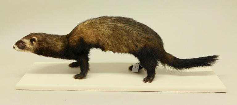 animal naturalisé : Putois d'Europe