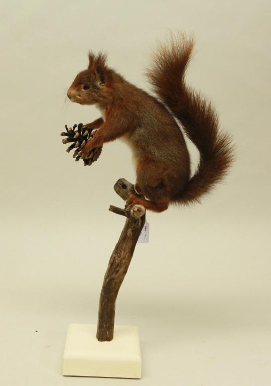 animal naturalisé : Ecureuil roux