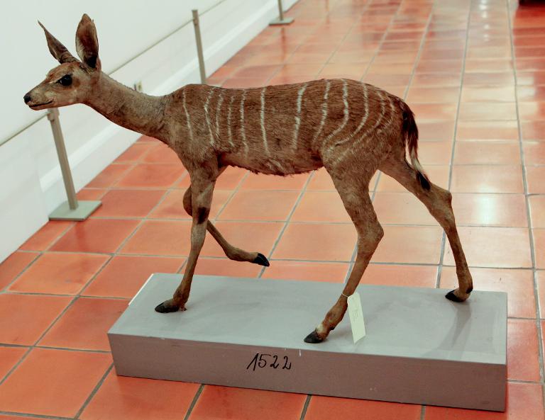 animal naturalisé : Petit Koudou