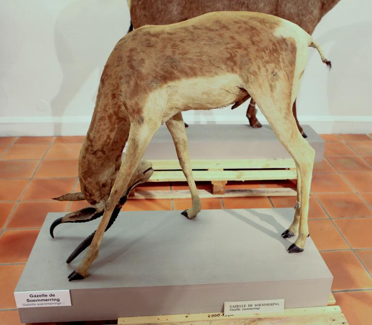 animal naturalisé : Gazelle de Soemmerring