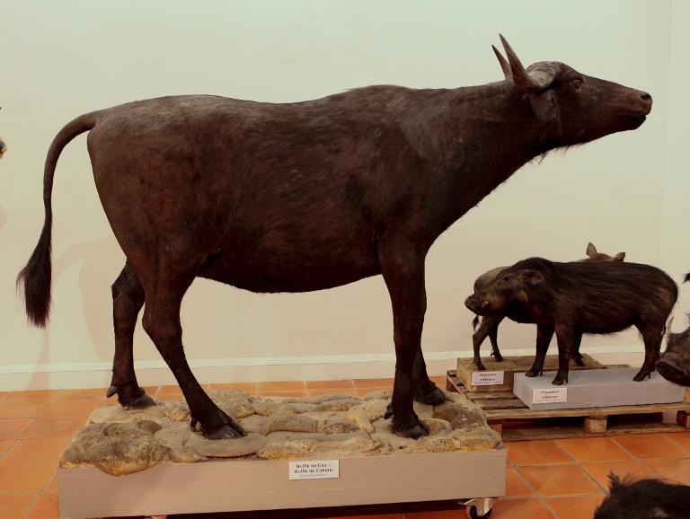 animal naturalisé : Buffle d'Afrique