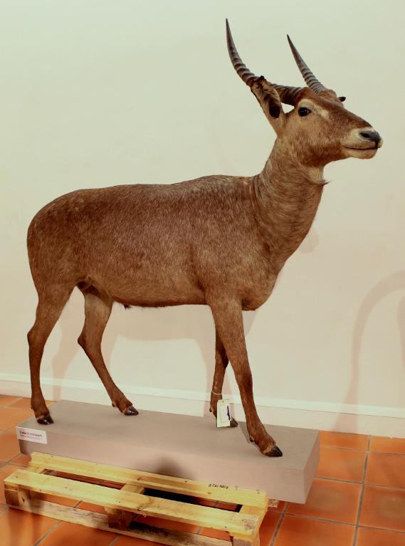 animal naturalisé : Cobe à croissant