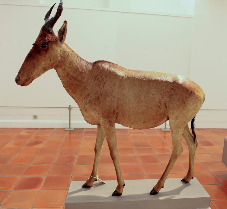 animal naturalisé : Bubale