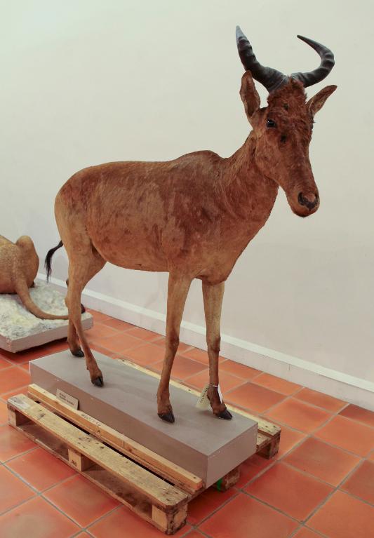 animal naturalisé : Bubale