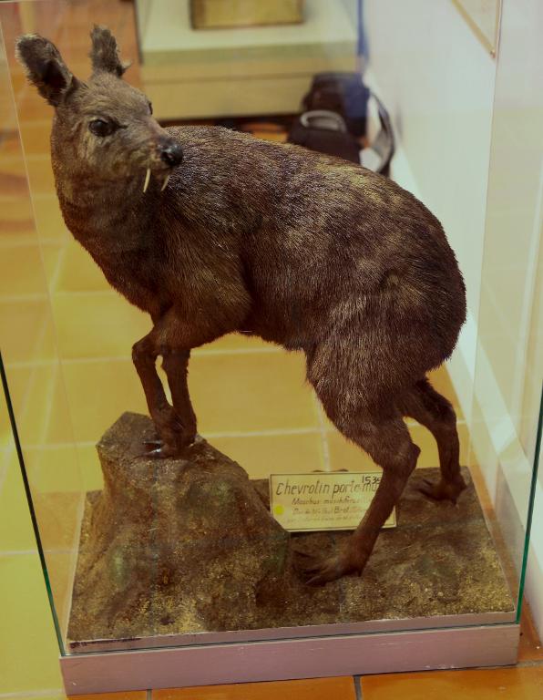 animal naturalisé : Porte-musc de Sibérie