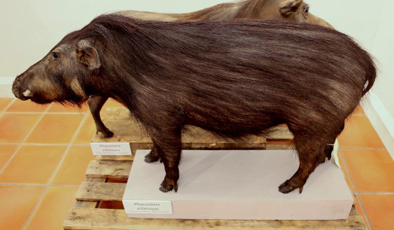 animal naturalisé : Hylochère