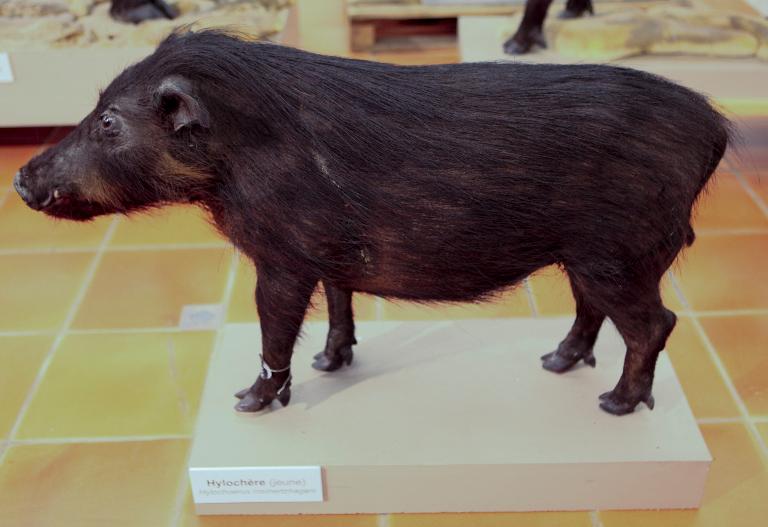 animal naturalisé : Hylochère