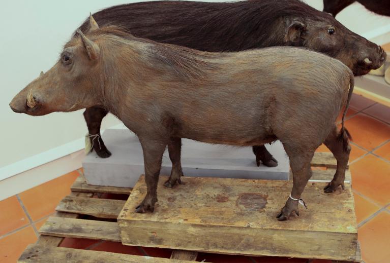 animal naturalisé : Phacochère