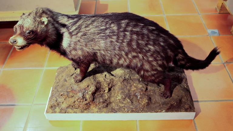 animal naturalisé : Civette d'Afrique