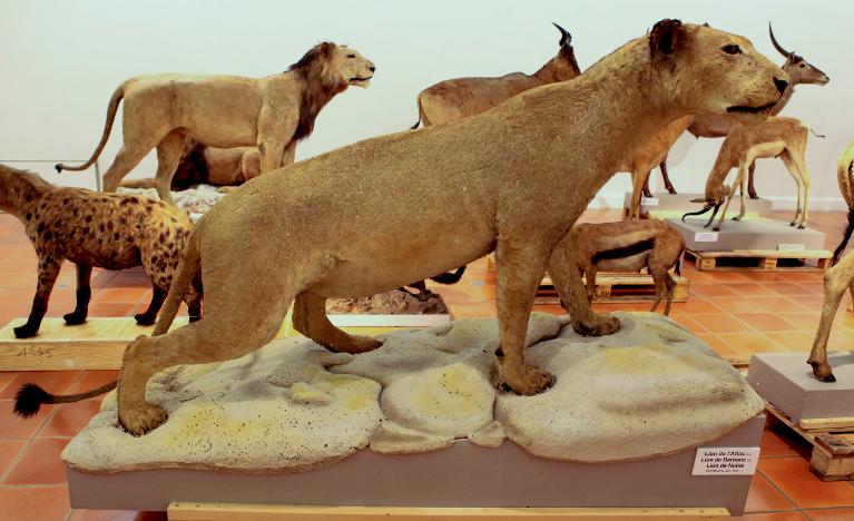 animal naturalisé : Lion de l'Atlas