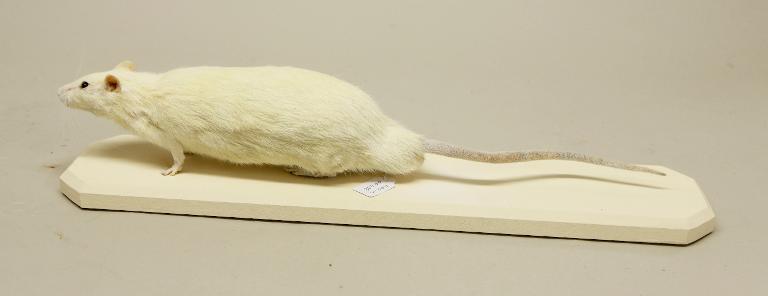animal naturalisé : Rat de laboratoire